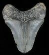 Bargain, Juvenile Megalodon Tooth - Georgia #61630-1